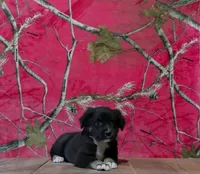 Missy, a female Australian Shepherd for sale in Burlington, MI – 2 of 4