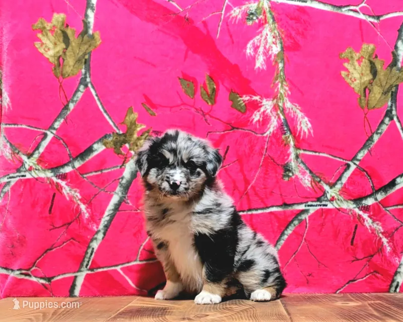 Daisy – Australian Shepherd puppy for sale in Burlington, MI