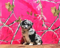 Daisy, a female Australian Shepherd for sale in Burlington, MI – Photo 1 of 6