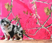 Daisy, a female Australian Shepherd for sale in Burlington, MI – Photo 6 of 6