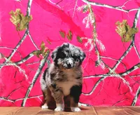 Daisy, a female Australian Shepherd for sale in Burlington, MI – Photo 4 of 6