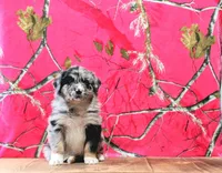 Daisy, a female Australian Shepherd for sale in Burlington, MI – Photo 2 of 6