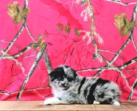 Ace, a male Australian Shepherd for sale in Burlington, MI – Photo 8 of 10