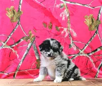 Ace, a male Australian Shepherd for sale in Burlington, MI – Photo 4 of 10