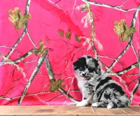 Ace, a male Australian Shepherd for sale in Burlington, MI – Photo 6 of 10