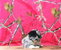 Ace, a male Australian Shepherd for sale in Burlington, MI – Photo 2 of 10