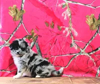 Ace, a male Australian Shepherd for sale in Burlington, MI – Photo 10 of 10