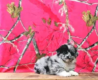 Ace, a male Australian Shepherd for sale in Burlington, MI – Photo 3 of 10