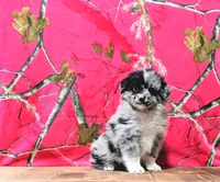 Ace, a male Australian Shepherd for sale in Burlington, MI – Photo 5 of 10