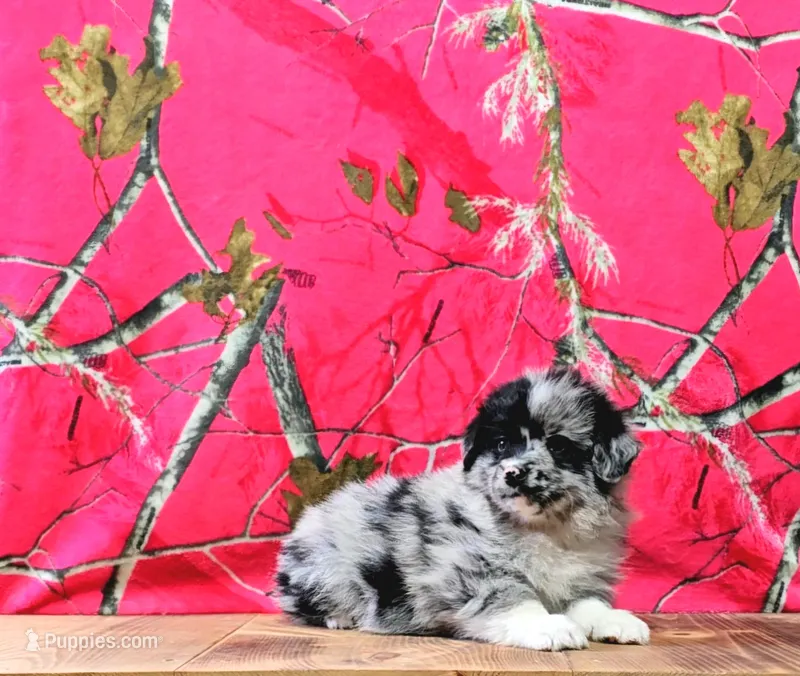 Ace – Australian Shepherd puppy for sale in Burlington, MI