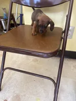 Hyper3, a male Dachshund for sale in Chester, PA – 1 of 1