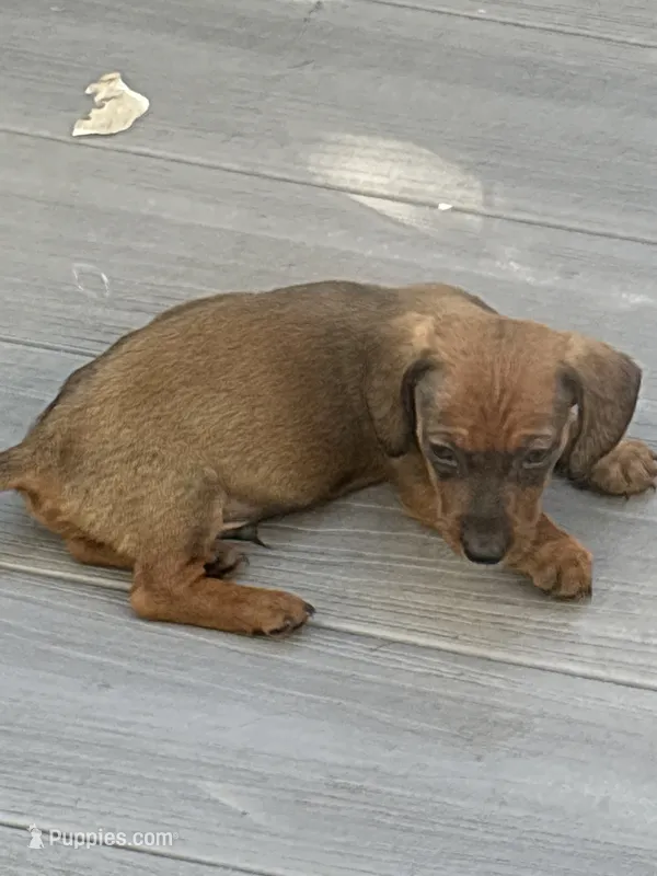 Hyper2 – Dachshund puppy for sale in Chester, PA