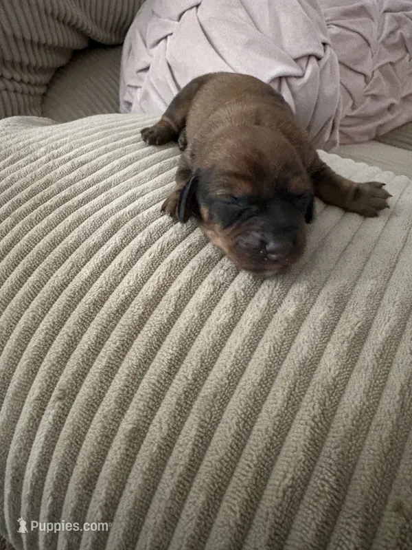 Hyper1 – Dachshund puppy for sale in Chester, PA