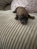 Hyper1, a male Dachshund for sale in Chester, PA – 1 of 4