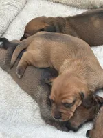 Hyper1, a male Dachshund for sale in Chester, PA – 3 of 4