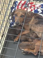 Hyper1, a male Dachshund for sale in Chester, PA – 4 of 4