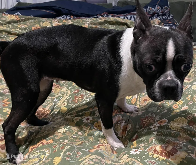 Bella – Boston Terrier puppy for sale in Massillon, OH