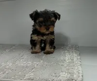 Rusty, a male Yorkshire Terrier for sale in Millersburg, OH – 3 of 4