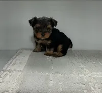 Rusty, a male Yorkshire Terrier for sale in Millersburg, OH – 4 of 4