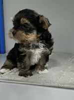 Remi, a female Yorkshire Terrier for sale in Millersburg, OH – 3 of 4