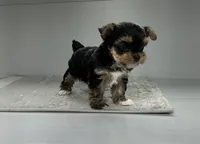 Remi, a female Yorkshire Terrier for sale in Millersburg, OH – 1 of 4