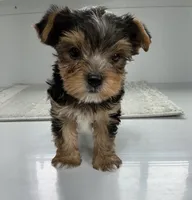Rufous , a male Yorkshire Terrier for sale in Millersburg, OH – 2 of 3