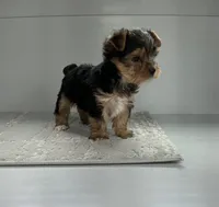 Rufous , a male Yorkshire Terrier for sale in Millersburg, OH – 3 of 3