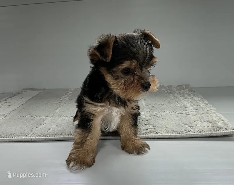 Rufous  – Yorkshire Terrier puppy for sale in Millersburg, OH