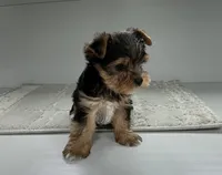 Rufous , a male Yorkshire Terrier for sale in Millersburg, OH – 1 of 3