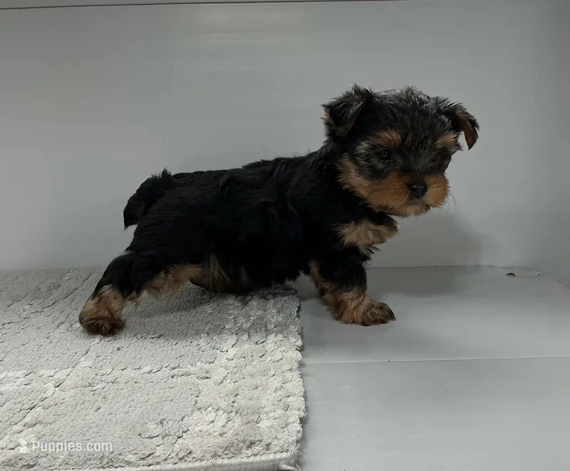 Rusty – Yorkshire Terrier puppy for sale in Millersburg, OH