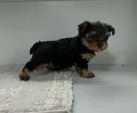 Rusty, a male Yorkshire Terrier for sale in Millersburg, OH – 1 of 4
