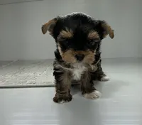 Remi, a female Yorkshire Terrier for sale in Millersburg, OH – 4 of 4