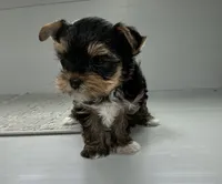 Remi, a female Yorkshire Terrier for sale in Millersburg, OH – 2 of 4