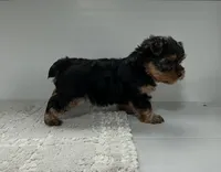 Rusty, a male Yorkshire Terrier for sale in Millersburg, OH – 2 of 4