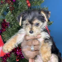 Alexa, a female Pug and Yorkshire Terrier for sale in Wadesboro, NC – Photo 3 of 5