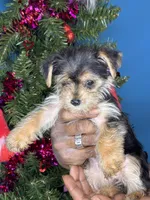 Alexa, a female Yorkshire Terrier for sale in Wadesboro, NC – Photo 3 of 5