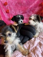 You name the puppy, a male Yorkshire Terrier for sale in Wadesboro, NC – Photo 10 of 10