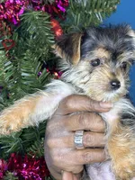 You name the puppy, a male Yorkshire Terrier for sale in Wadesboro, NC – Photo 3 of 10