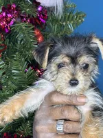 You name the puppy, a male Yorkshire Terrier for sale in Wadesboro, NC – Photo 6 of 10