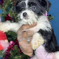 Marco, a male Pug and Yorkshire Terrier for sale in Wadesboro, NC – Photo 1 of 3