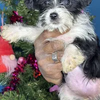 Marco, a male Pug and Yorkshire Terrier for sale in Wadesboro, NC – Photo 3 of 3