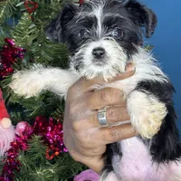 Marco, a male Pug and Yorkshire Terrier for sale in Wadesboro, NC – Photo 2 of 3