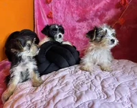 You pick the name, a female Yorkshire Terrier for sale in Wadesboro, NC – Photo 10 of 10