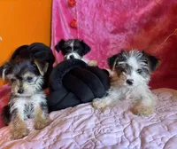 You pick the name, a female Yorkshire Terrier for sale in Wadesboro, NC – Photo 8 of 10