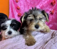 You pick the name, a female Yorkshire Terrier for sale in Wadesboro, NC – Photo 7 of 10