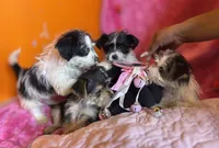 You pick the name, a female Yorkshire Terrier for sale in Wadesboro, NC – Photo 6 of 10