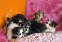 You pick the name, a female Yorkshire Terrier for sale in Wadesboro, NC – Photo 1 of 10