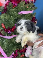 You pick the name, a female Yorkshire Terrier for sale in Wadesboro, NC – Photo 3 of 10