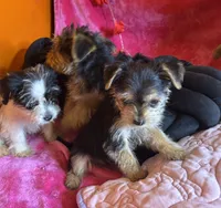 You pick the name, a female Yorkshire Terrier for sale in Wadesboro, NC – Photo 5 of 10