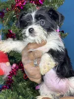 Anna, a female Pug and Yorkshire Terrier for sale in Wadesboro, NC – Photo 2 of 3